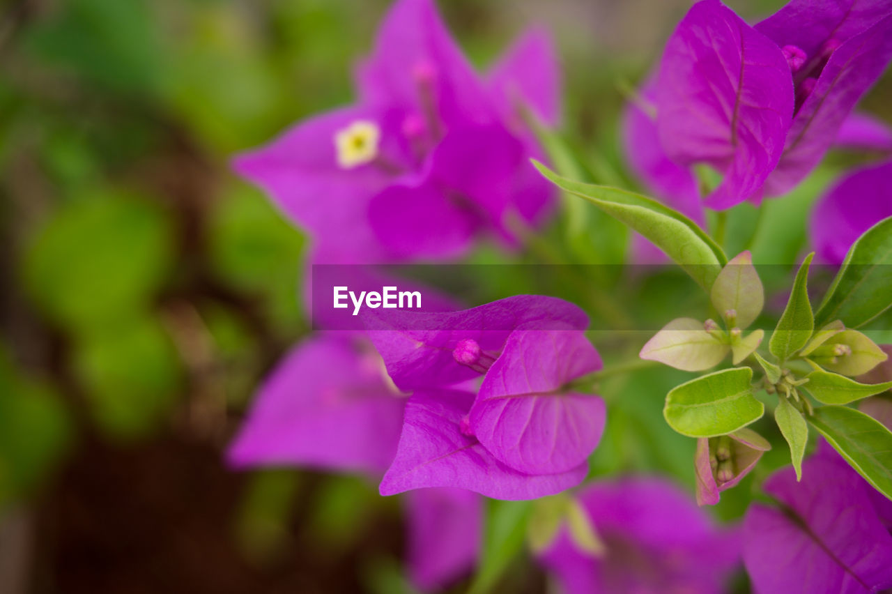 Close-up of pink flowering plant