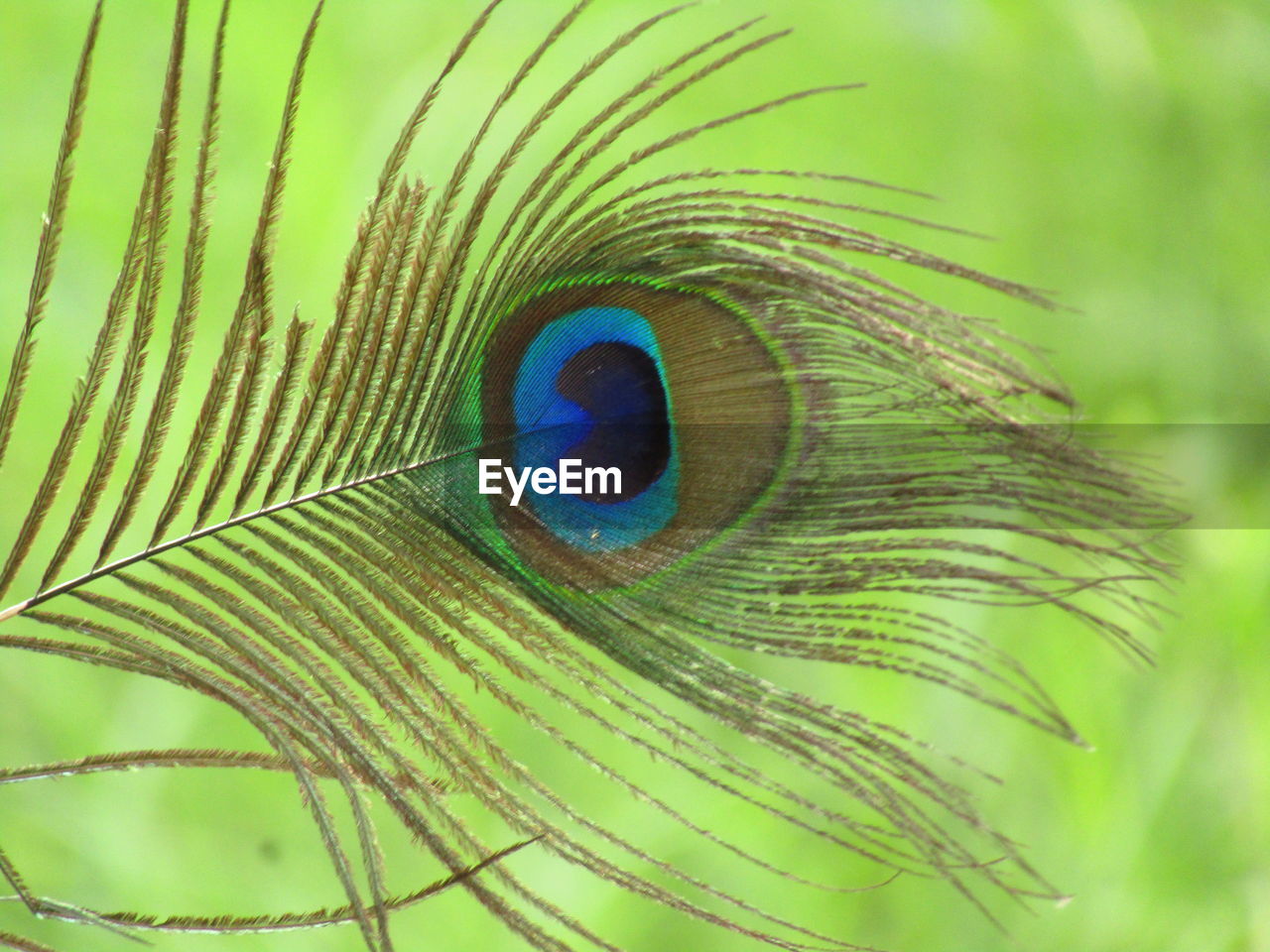 Close-up of peacock feather