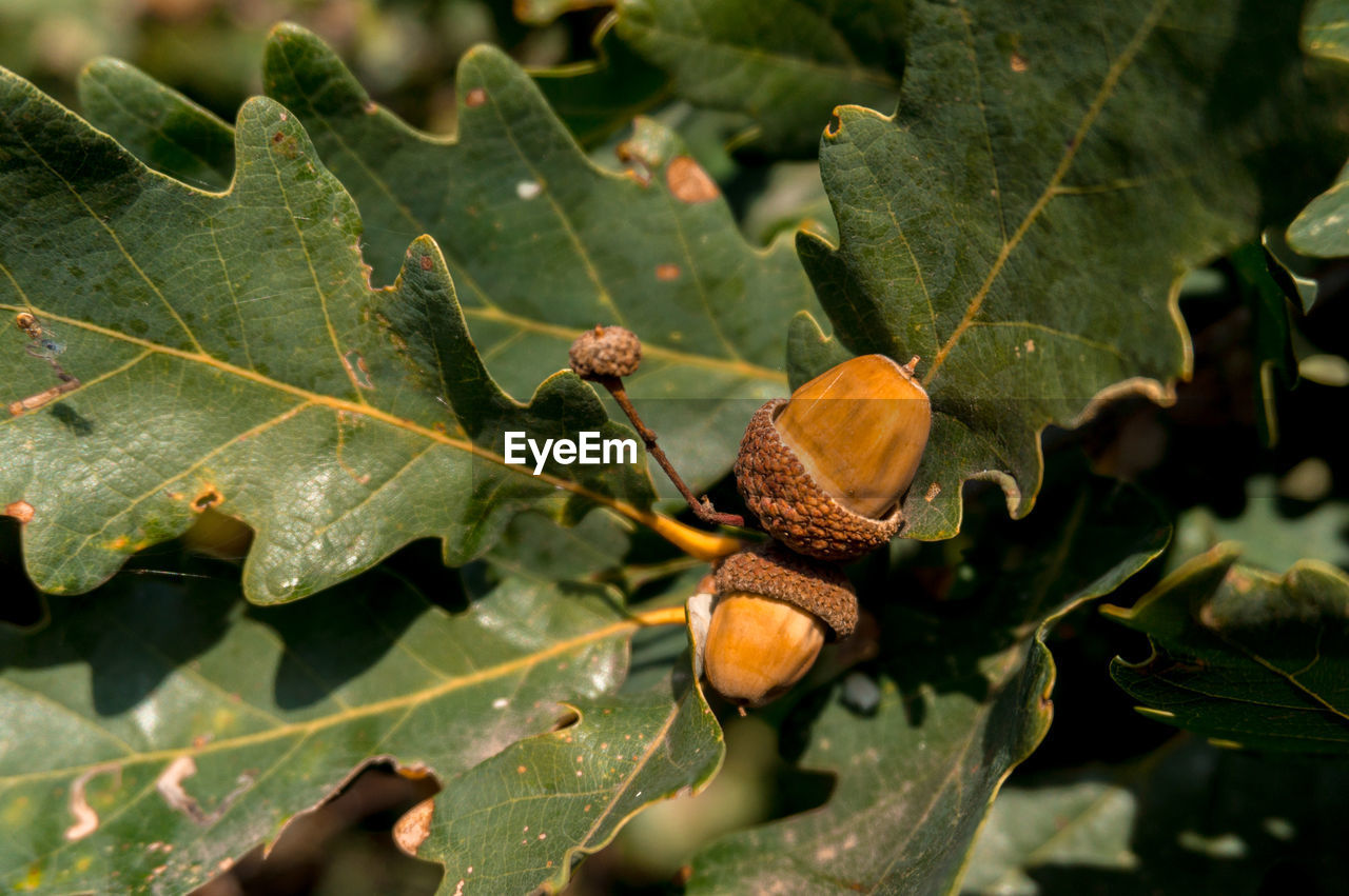 CLOSE-UP OF FRESH FRUITS ON TREE