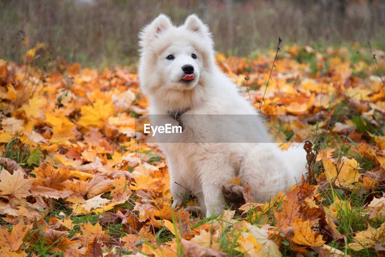 portrait of dog standing on field