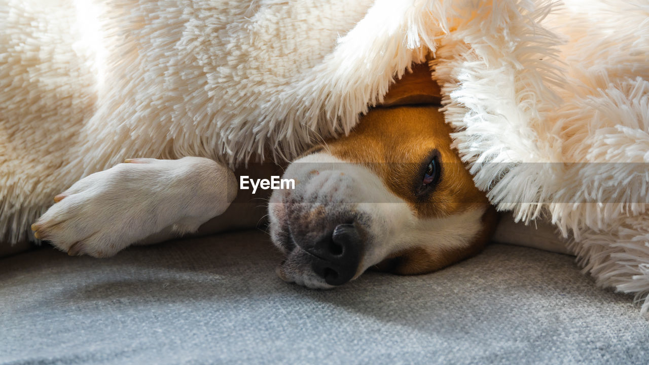 CLOSE-UP OF DOG LYING DOWN ON BED