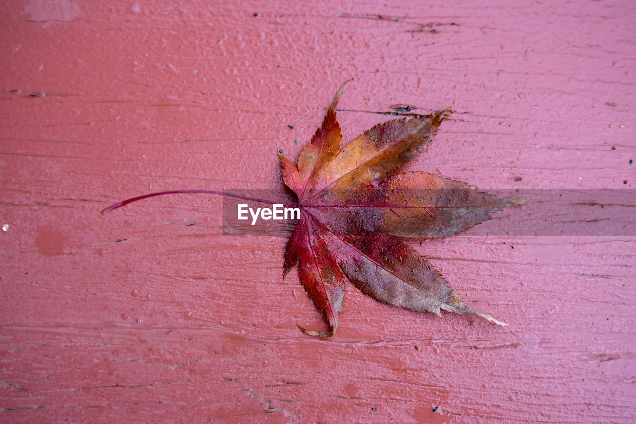 High angle view of dried leaf on red leaves