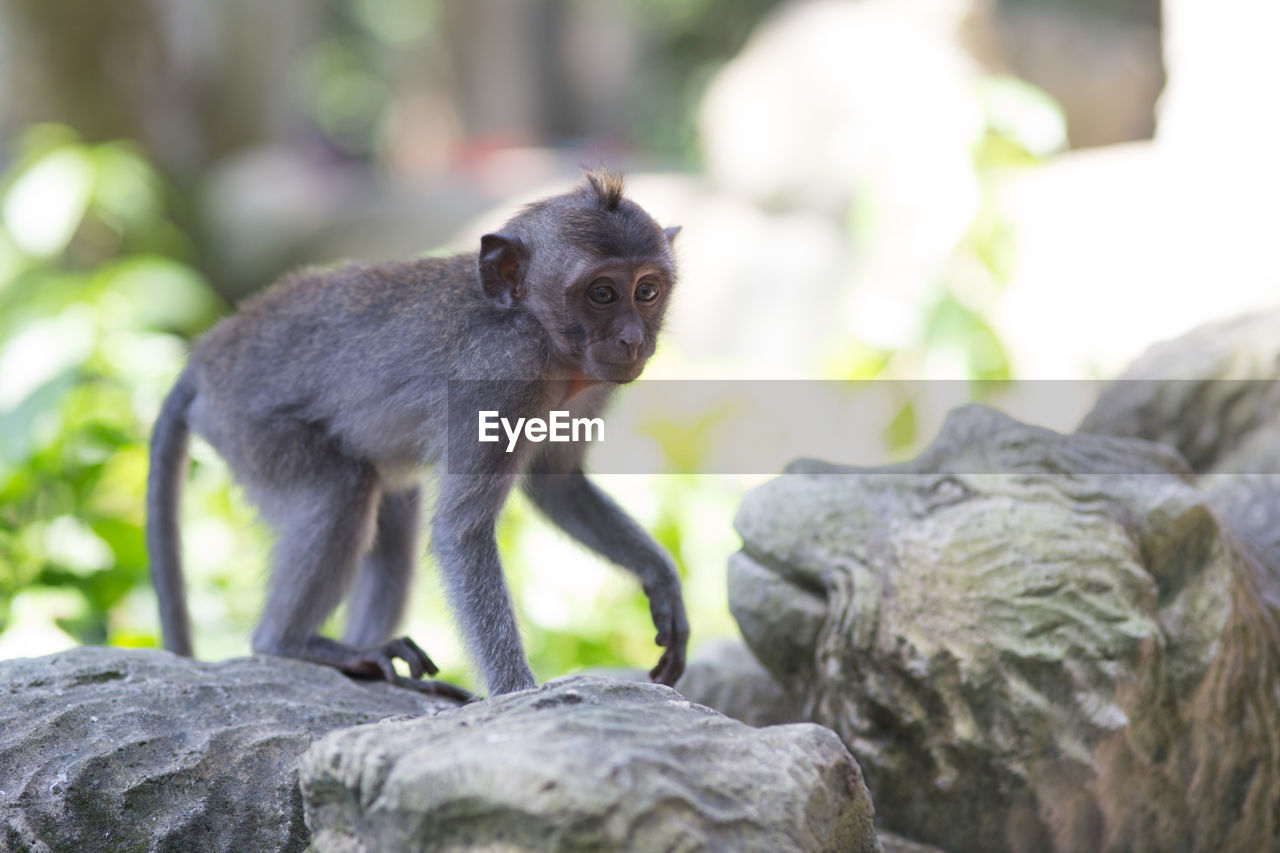 Close-up of monkey on rock