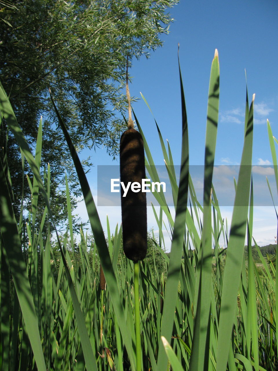 Low angle view of bamboo trees on field