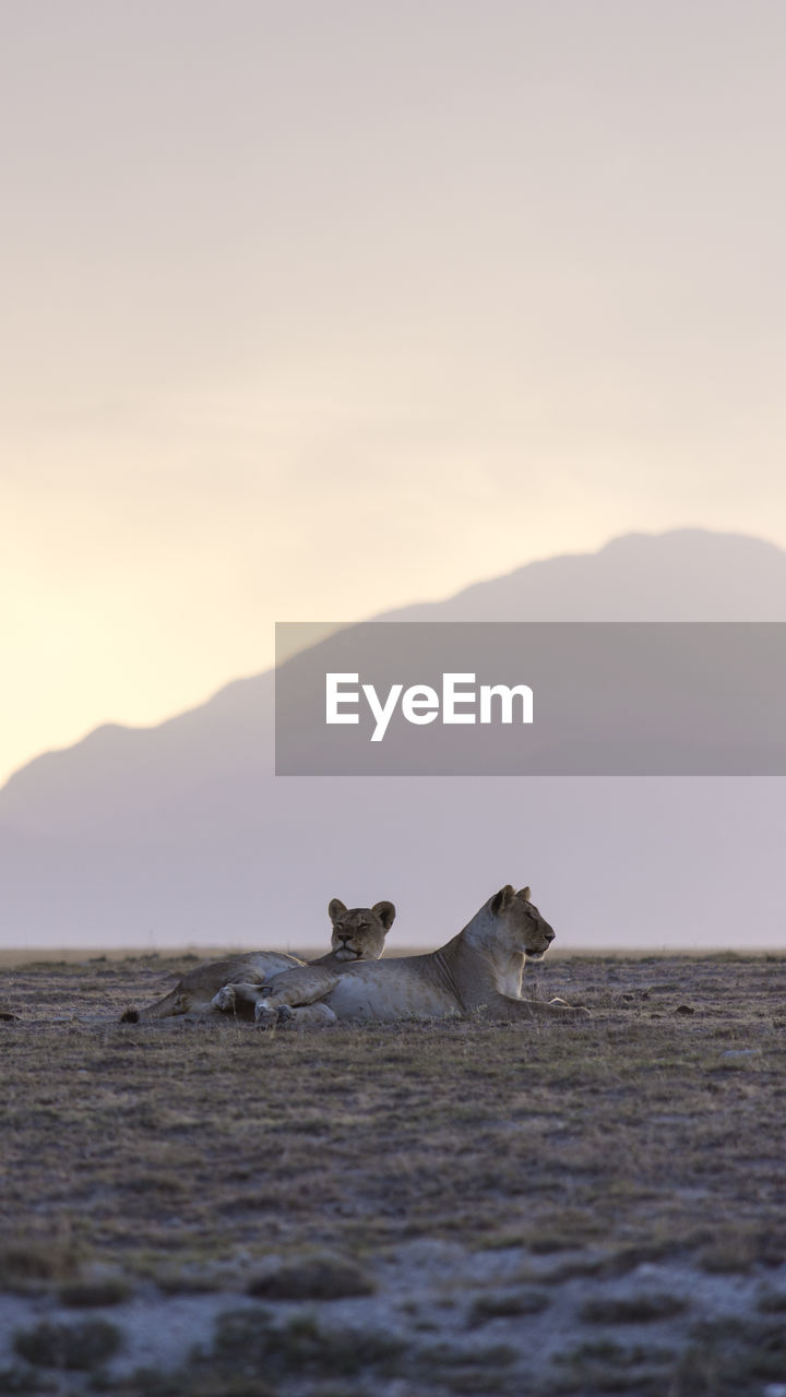 Scenic view of lions against sky