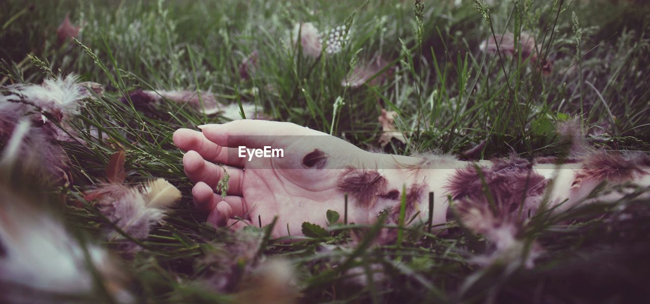 Close-up of hand amidst feathers on field