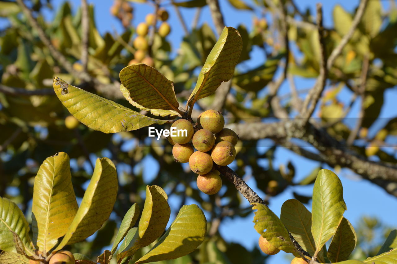 Close-up of fruit growing on tree