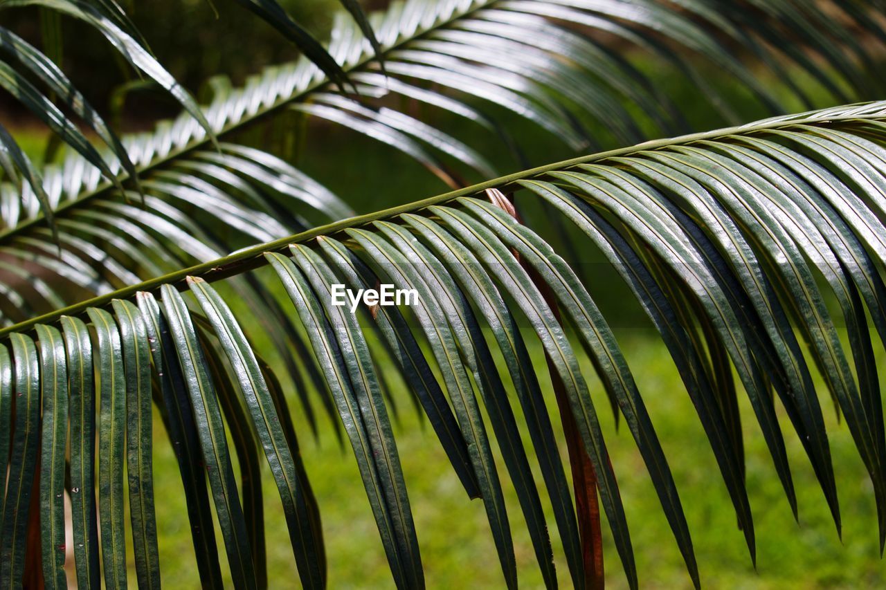 Close-up of palm tree leaves