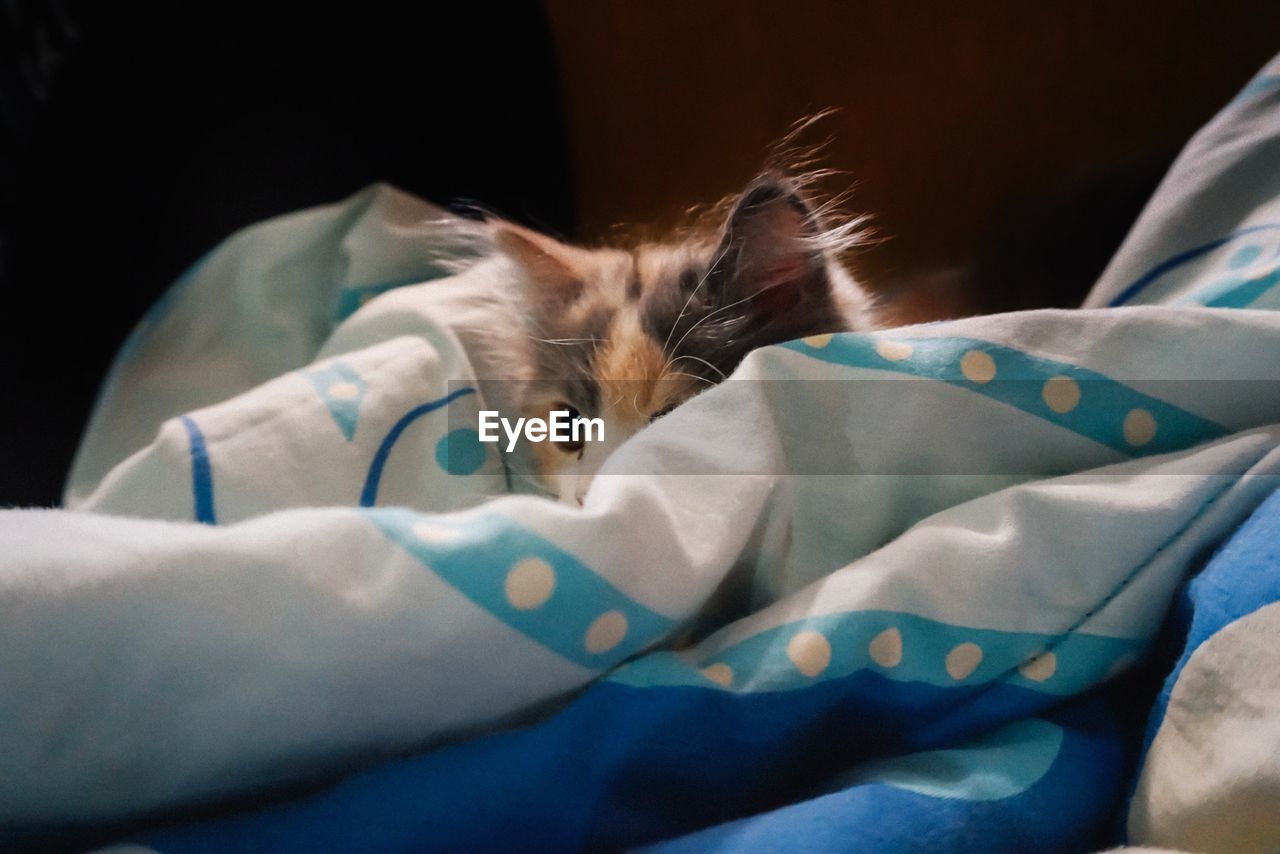 CLOSE-UP OF CAT ON BED