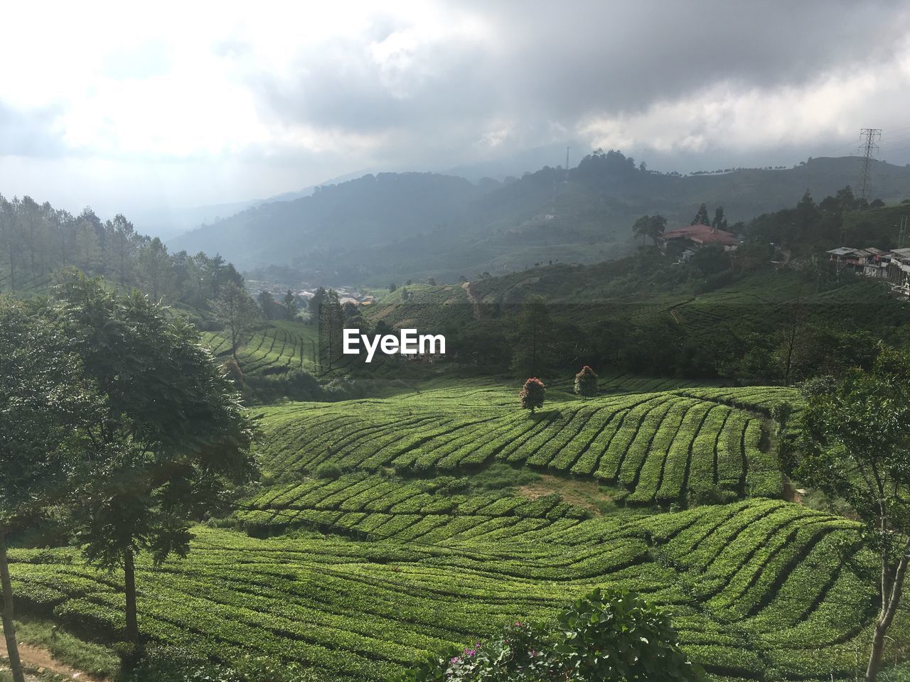Scenic view of tea plantation by mountains against cloudy sky