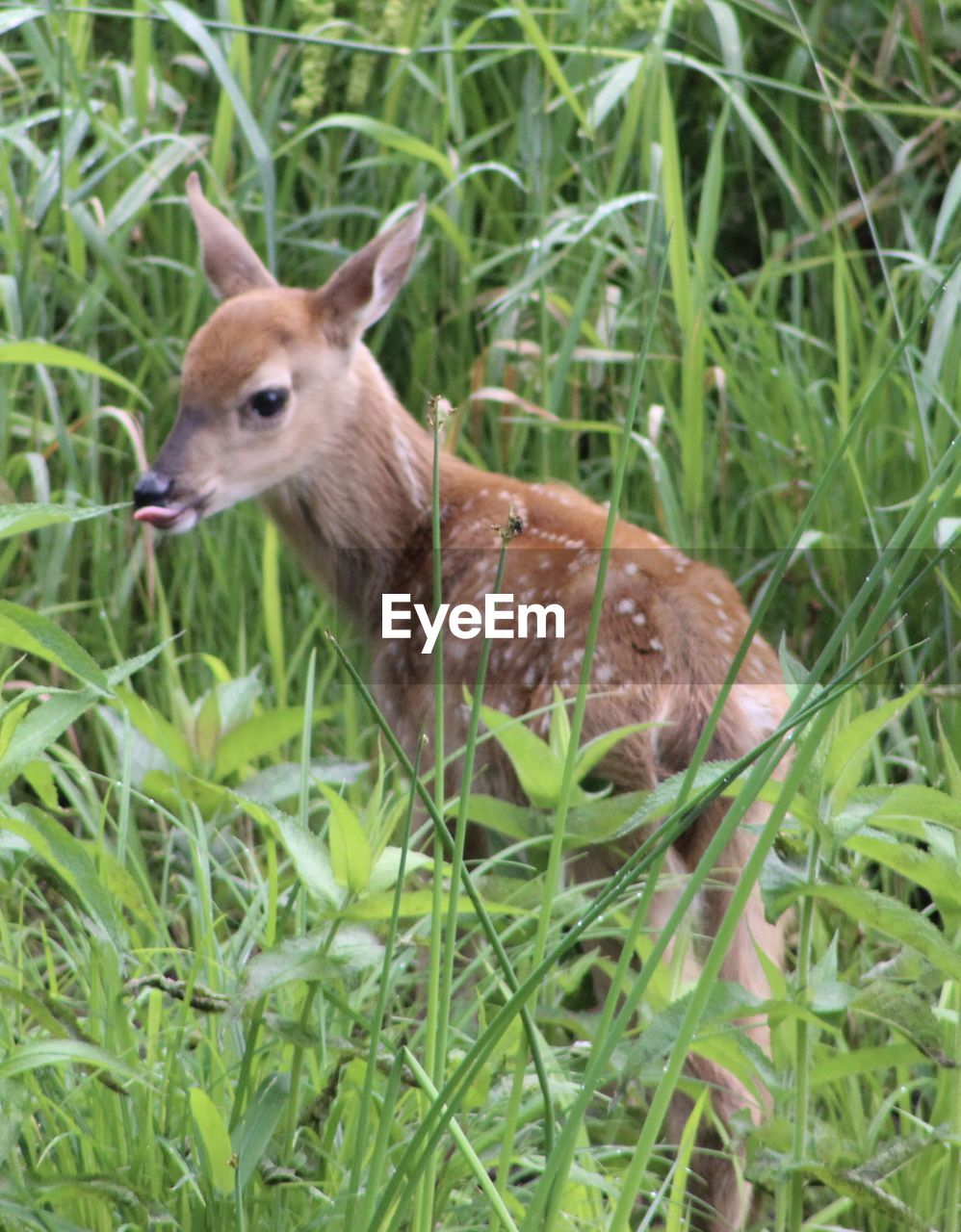 VIEW OF DEER ON GRASS