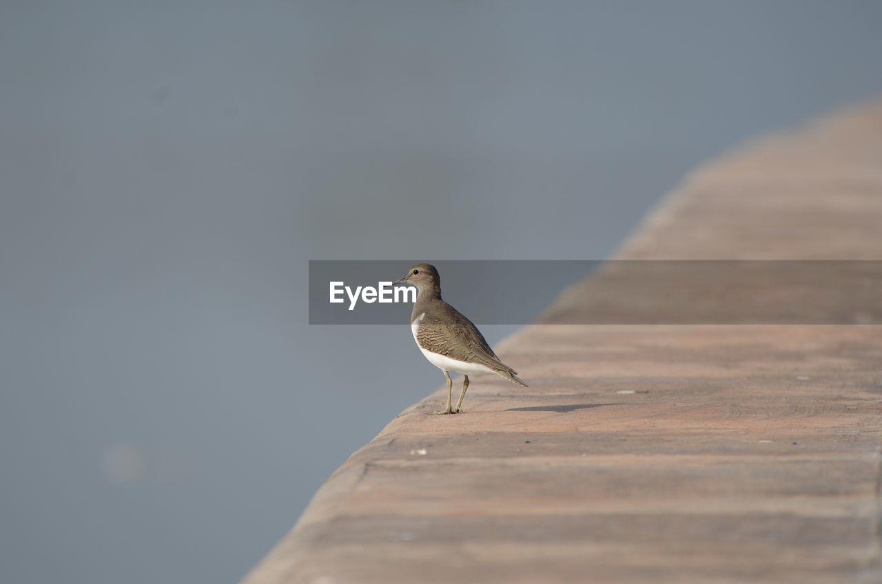 Bird perching on pier