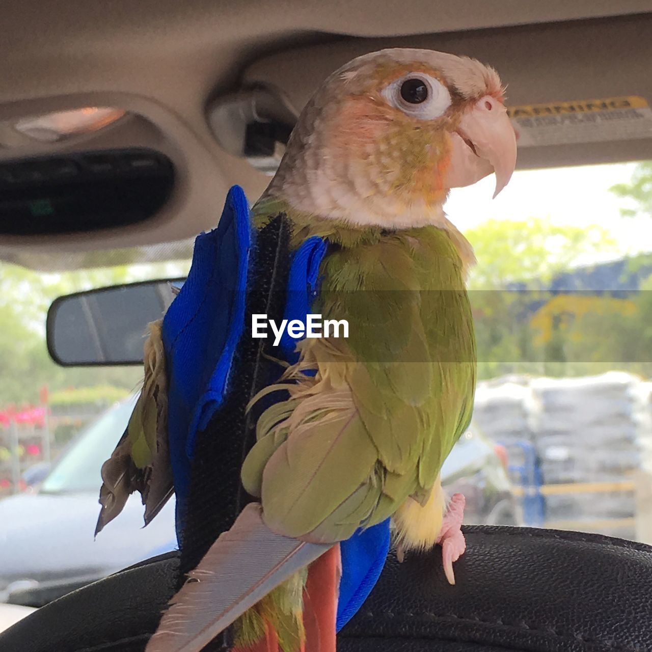 Close-up of bird perching on seat in car