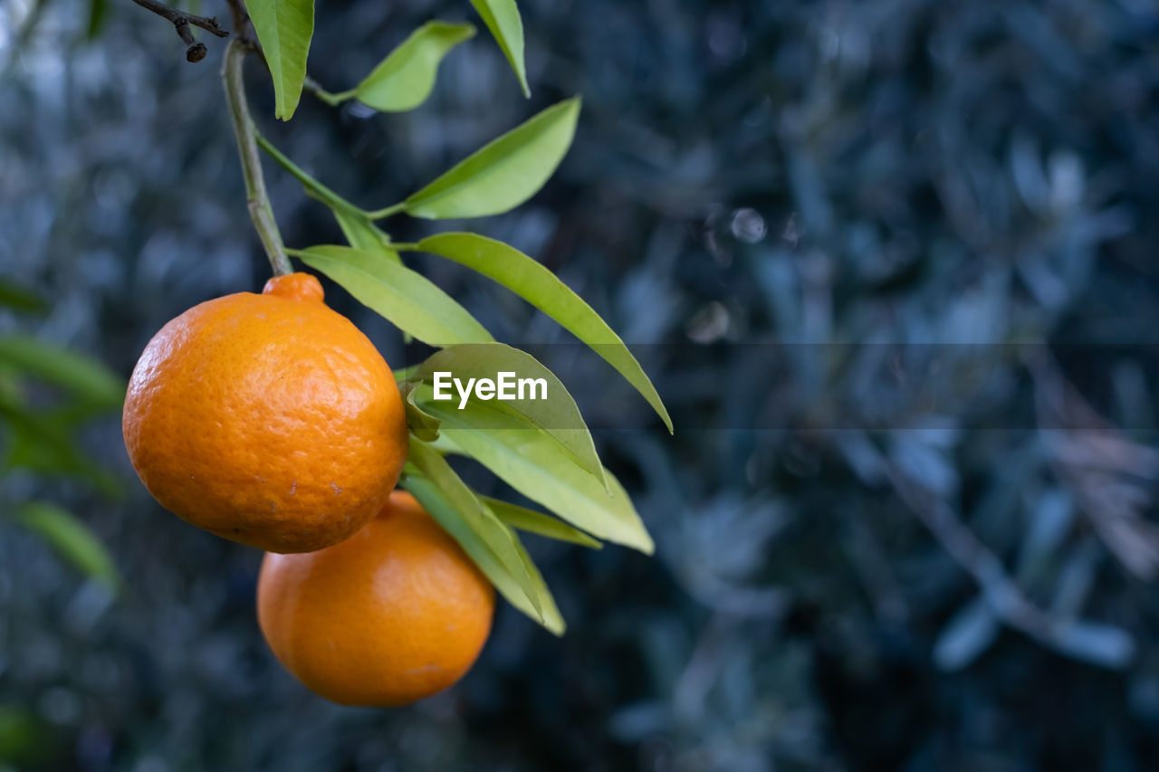 close-up of orange fruits on tree