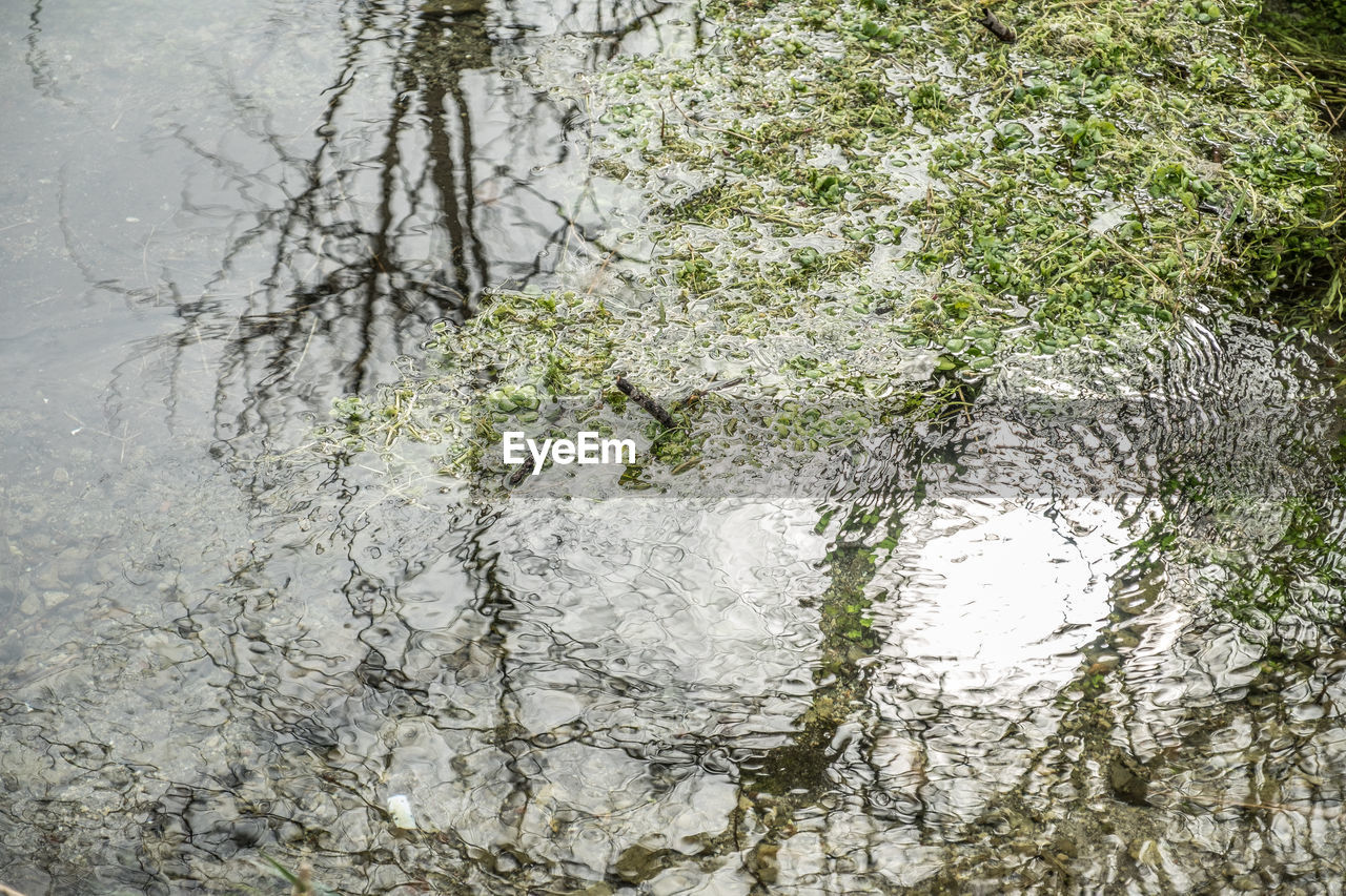 CLOSE-UP OF TREE IN WATER