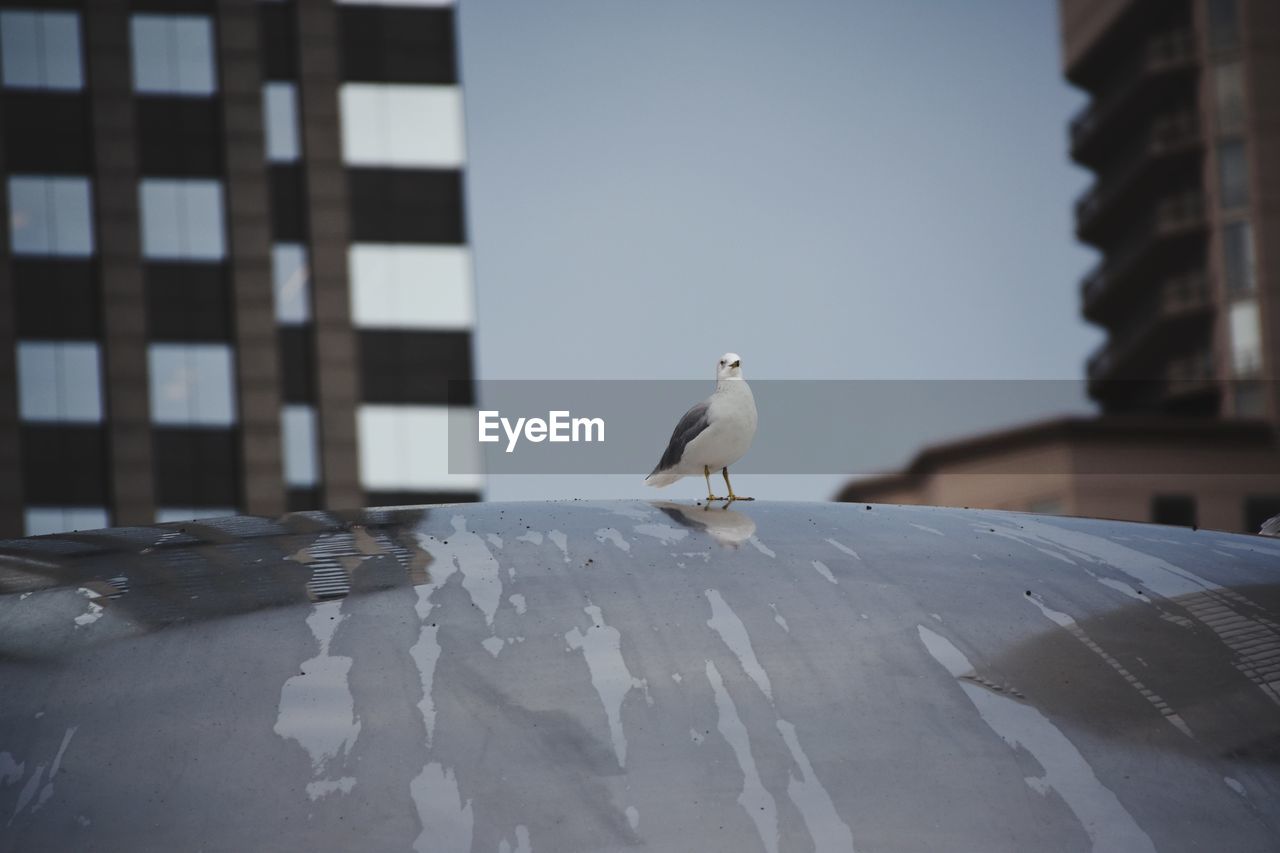 CLOSE-UP OF SEAGULL PERCHING ON GROUND