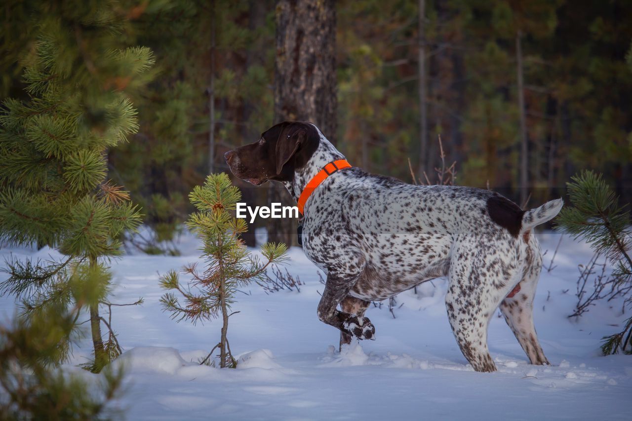 Dog in the snow