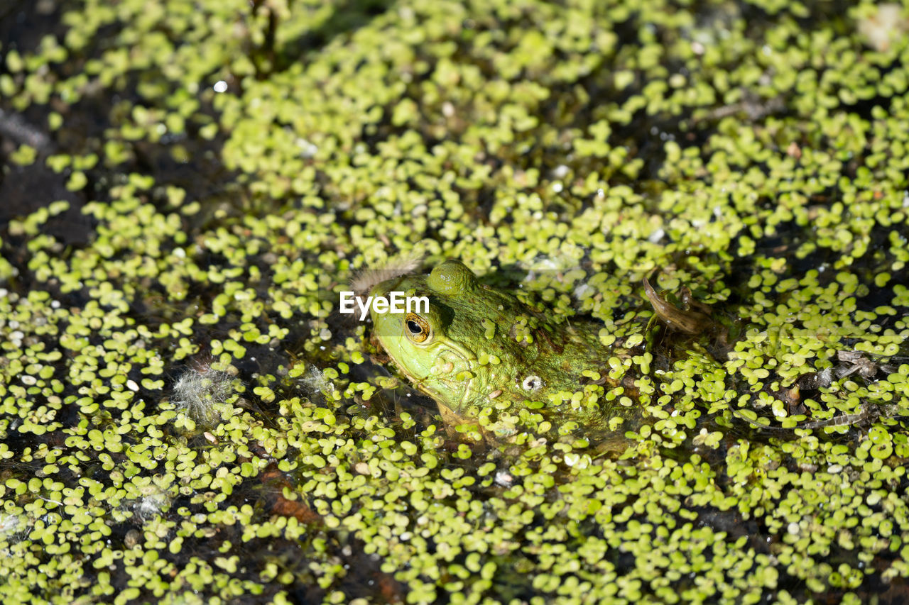Close-up of a frog in lily pads on a sunny day 