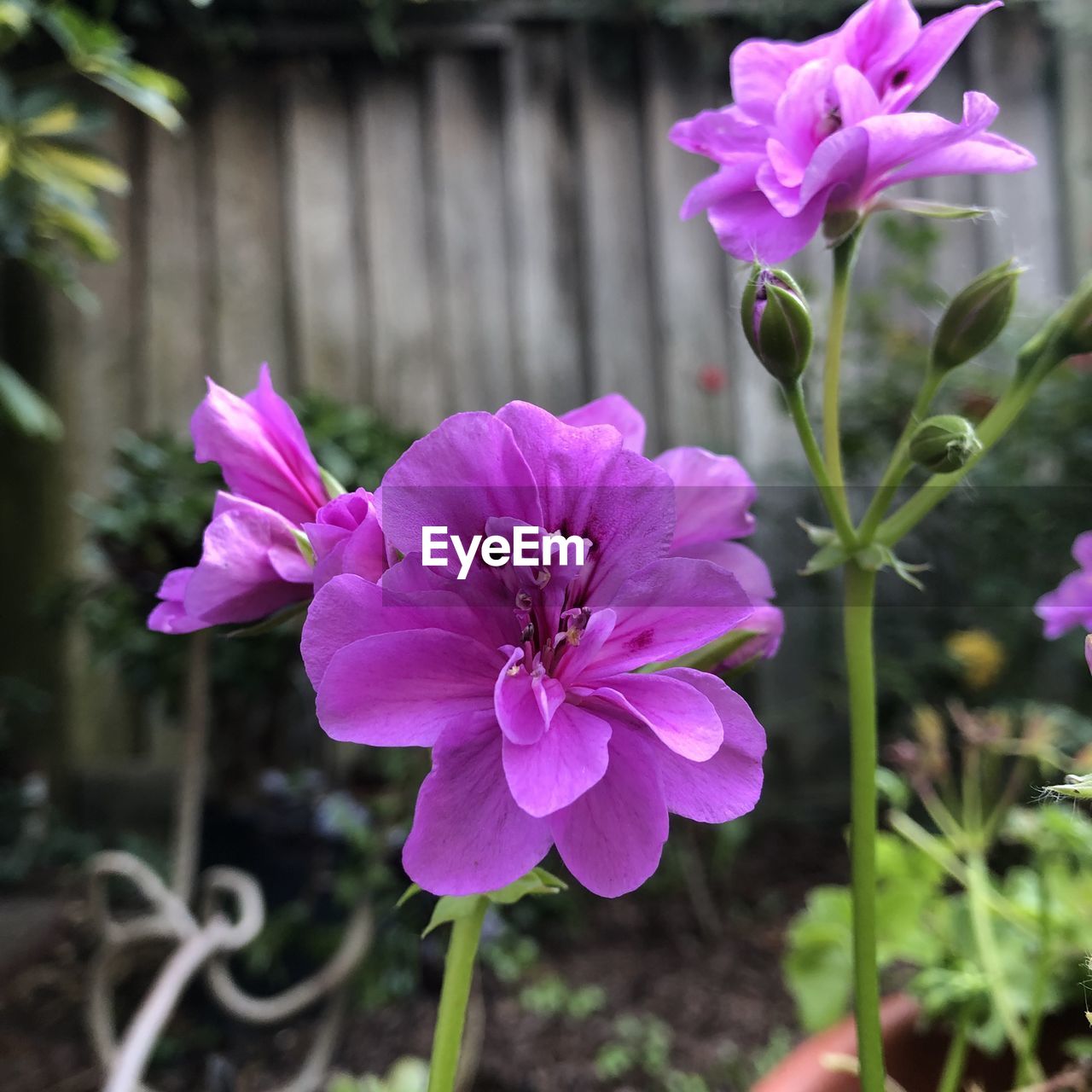 CLOSE-UP OF PINK FLOWER AGAINST PLANTS