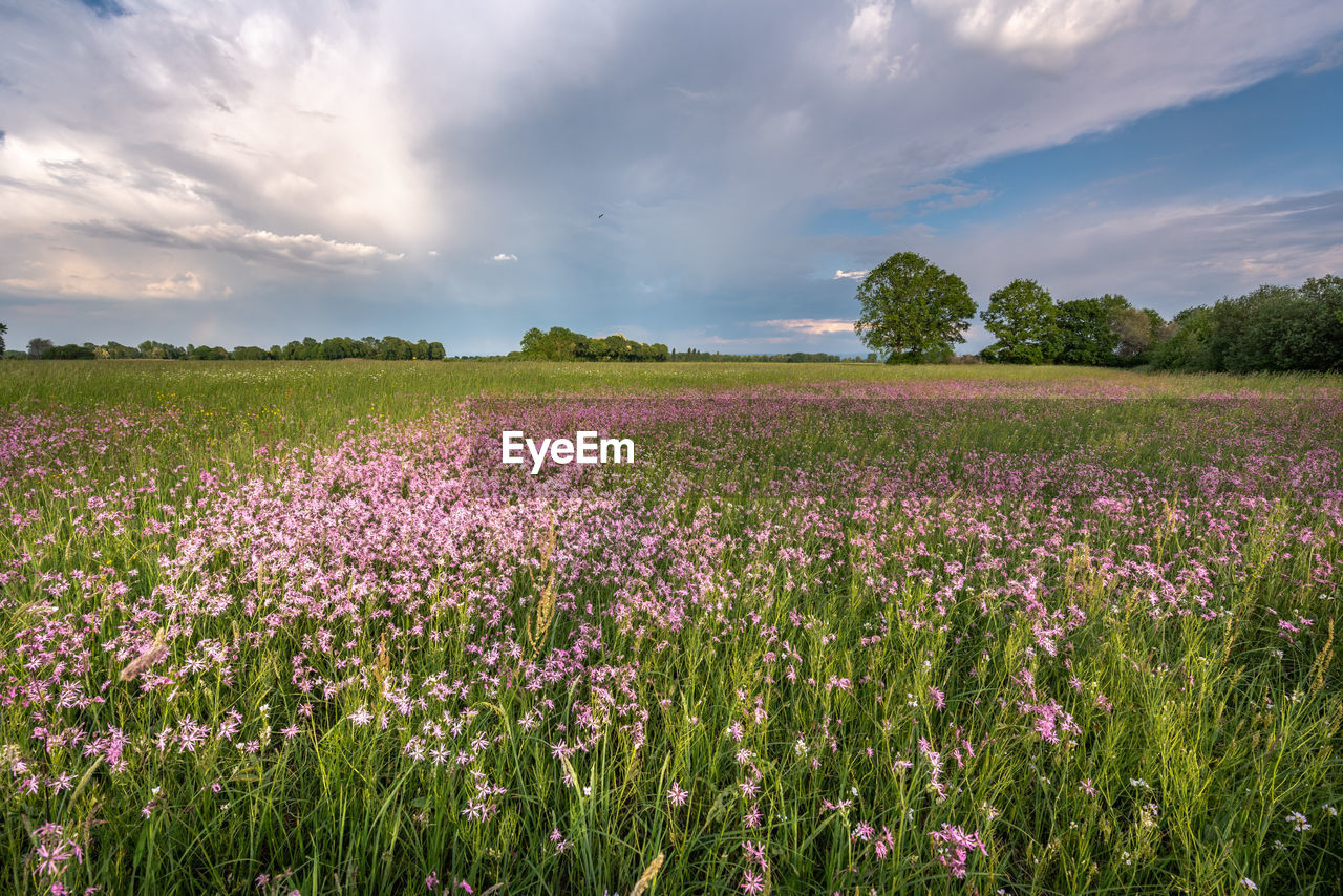 Scenic view of pink flowering plants on field against sky