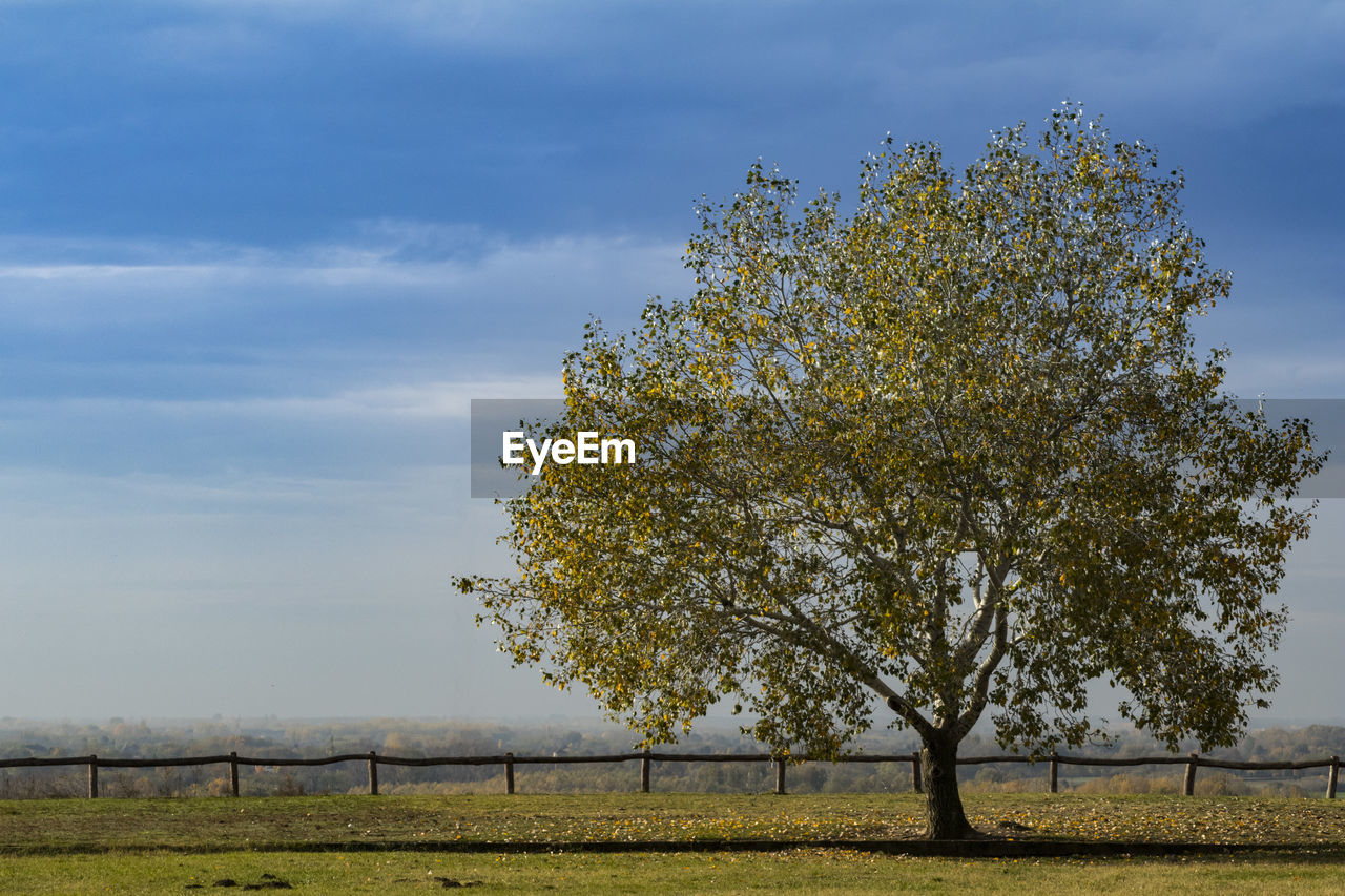 Tree on field against sky