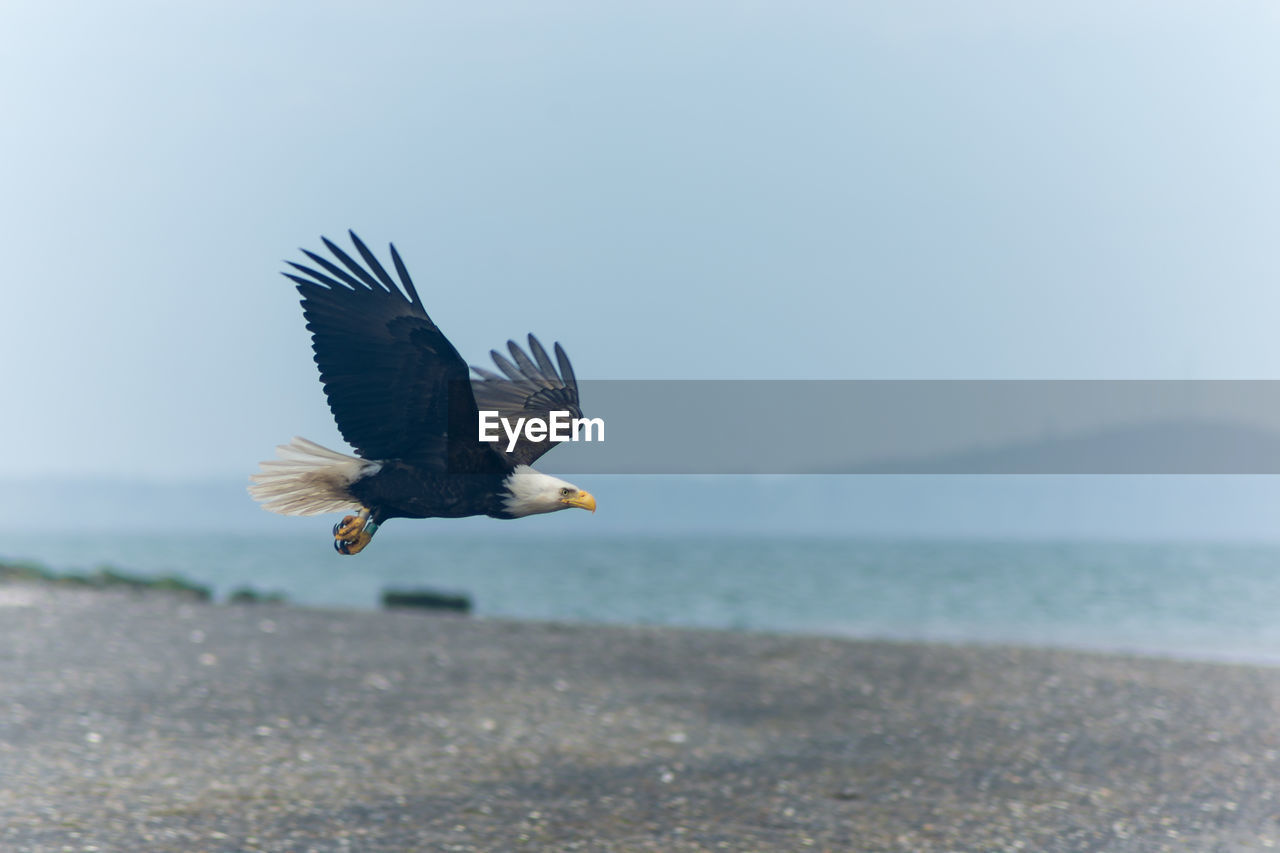 Bald eagle flying at beach against sky
