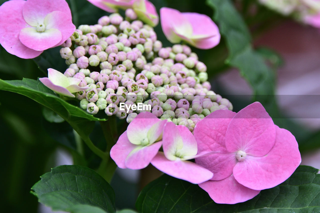 Close-up of pink rose flowers