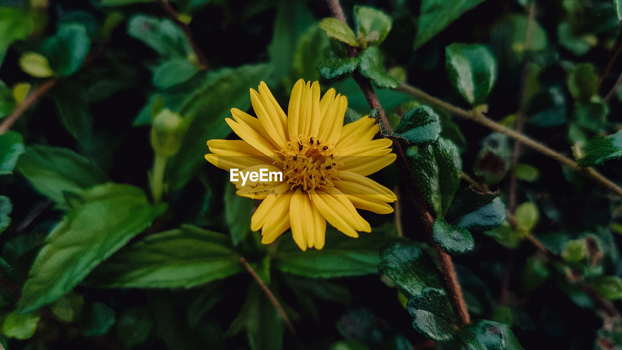 Close-up of yellow flowering plant