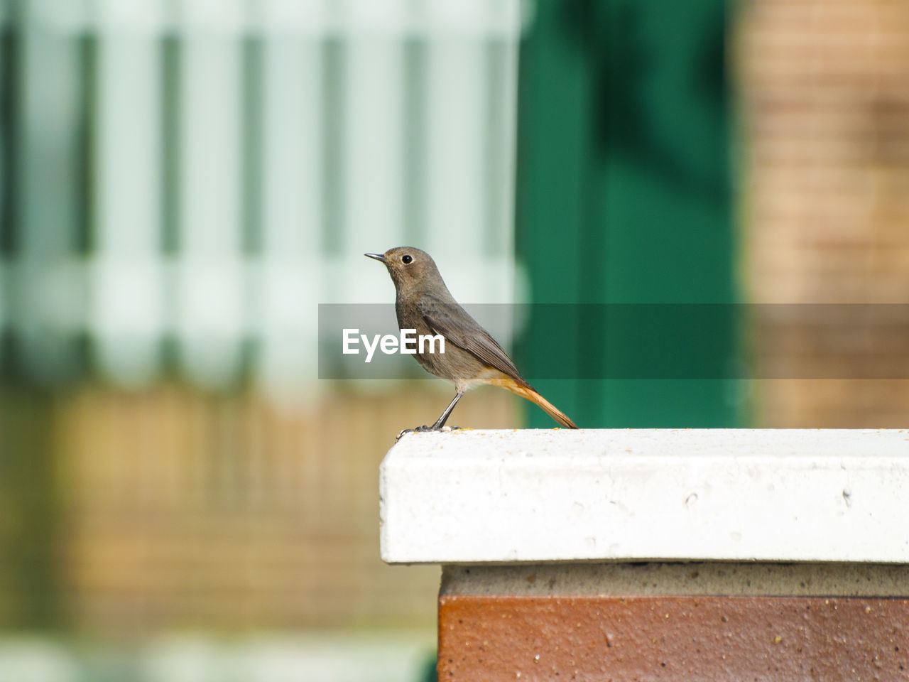 BIRD PERCHING ON RETAINING WALL AGAINST BLURRED BACKGROUND