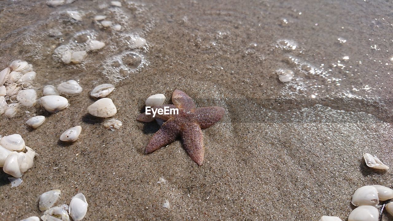 High angle view of starfish  on sand