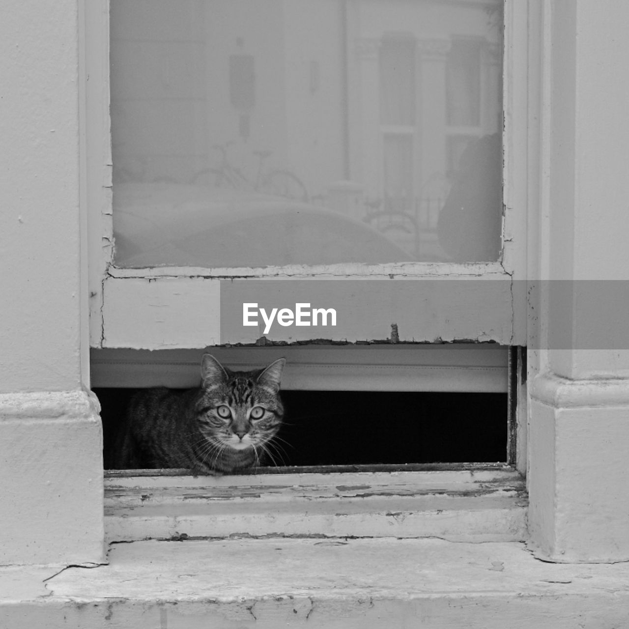 white, black, cat, animal, animal themes, feline, domestic cat, black and white, mammal, pet, domestic animals, one animal, wall, monochrome, monochrome photography, window, no people, door, entrance, architecture, portrait, day, building exterior, built structure, wall - building feature, looking at camera, house