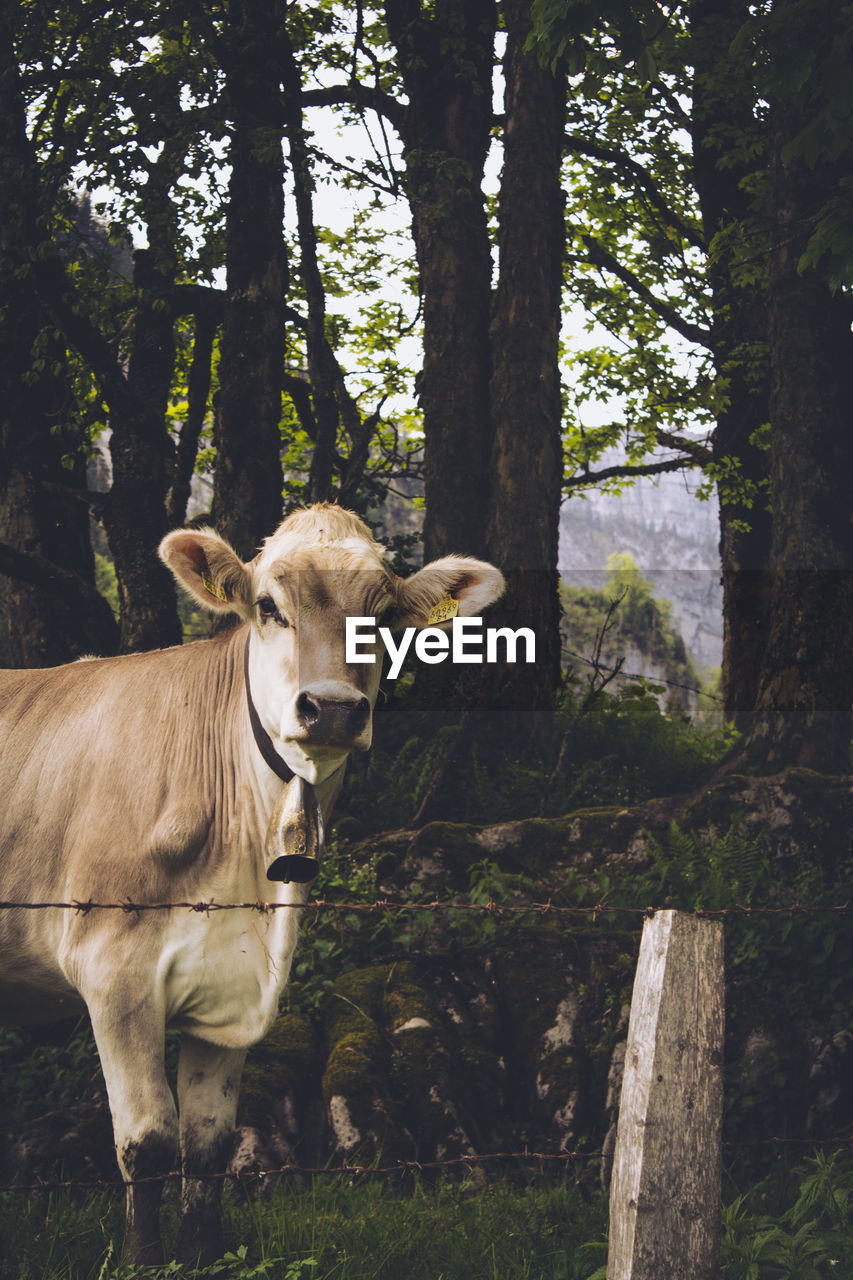 Cow on field against trees