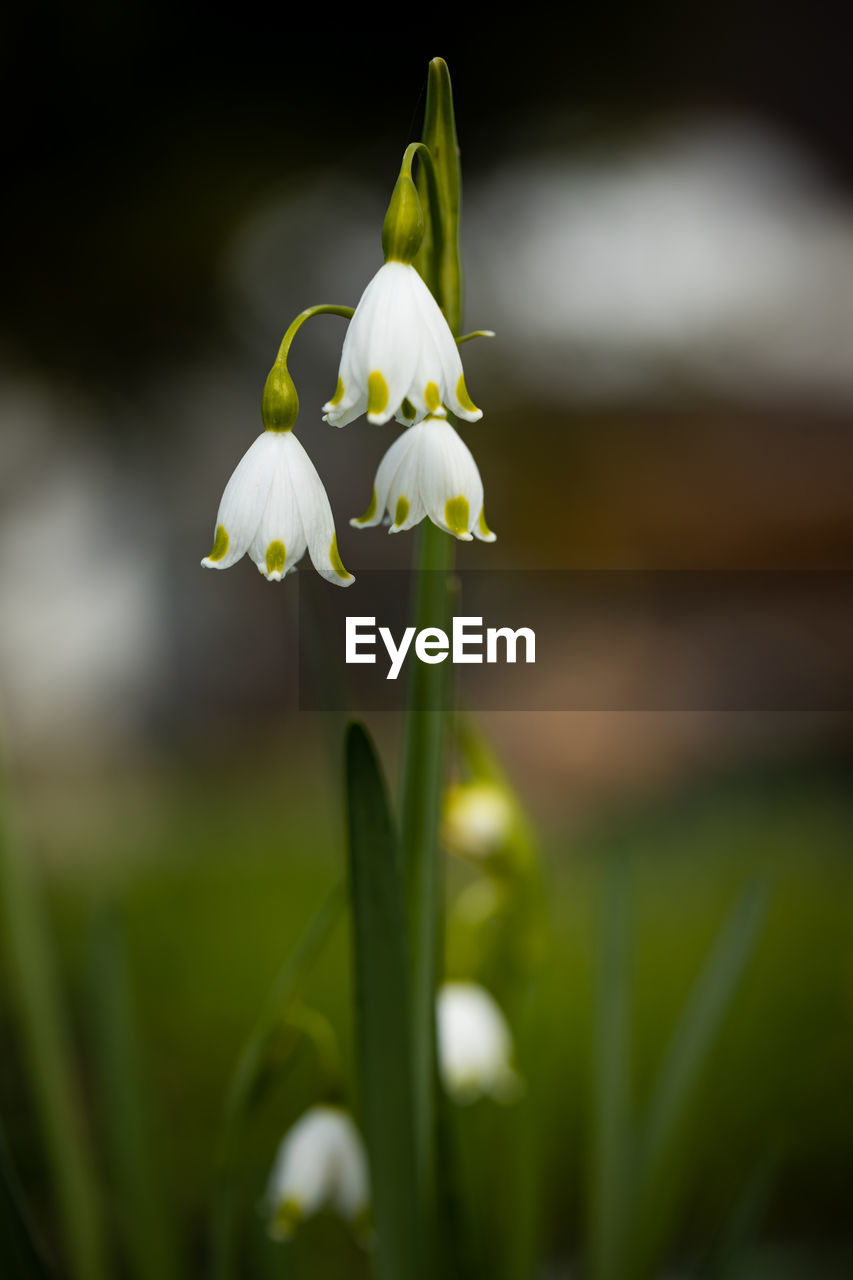 Close-up of white flowering plant