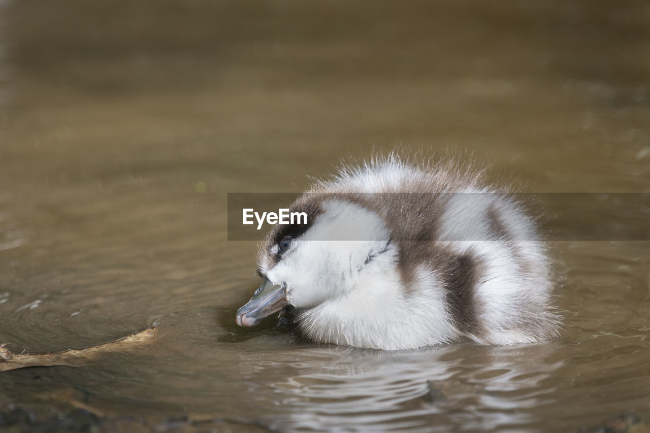 Cute paradise duckling grooming in the water