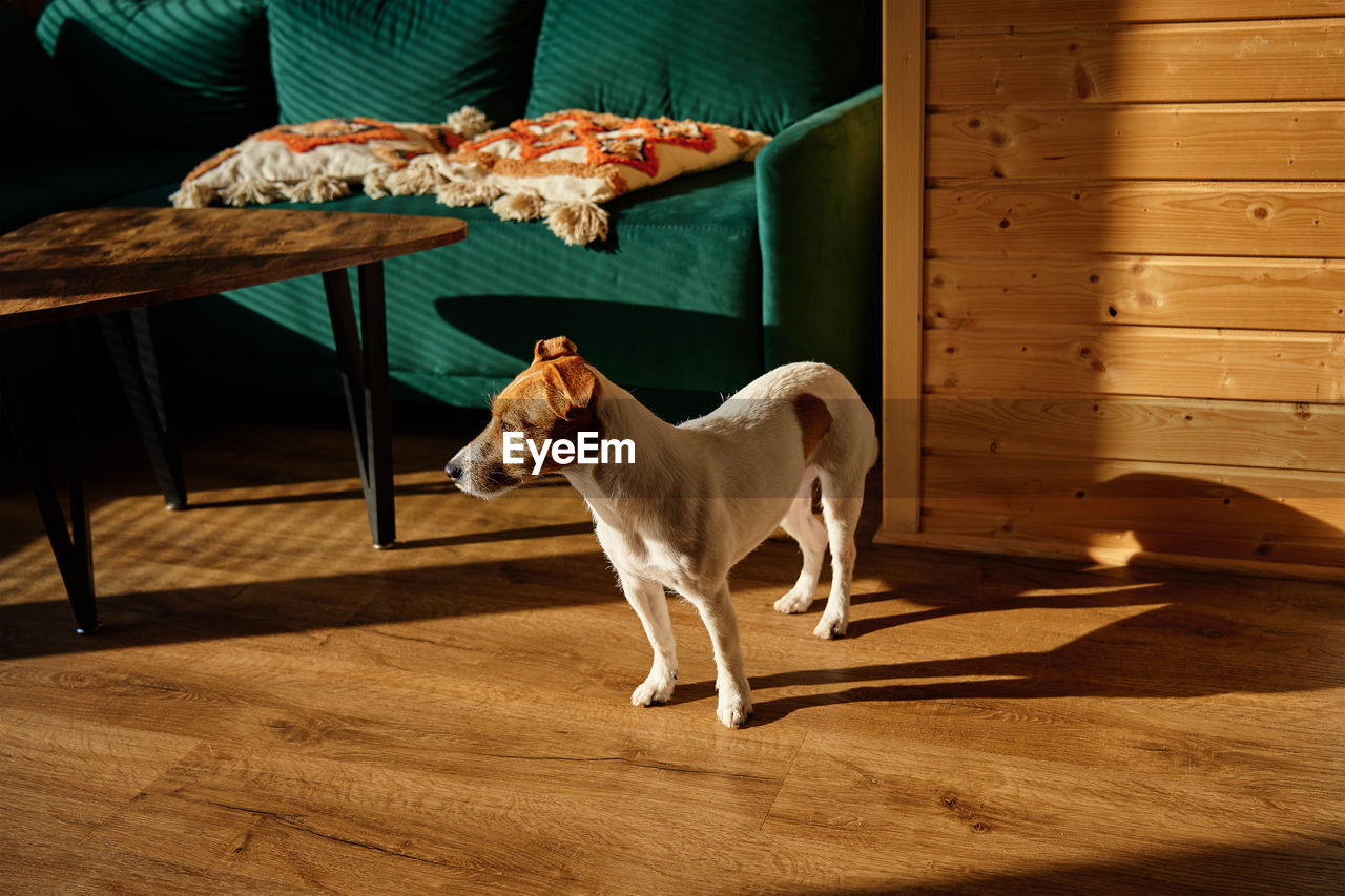 Lonely dog standing on the floor in living room. pet at home. cute jack russel terrier portrait