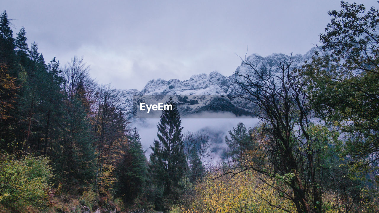 Scenic view of trees in forest against sky