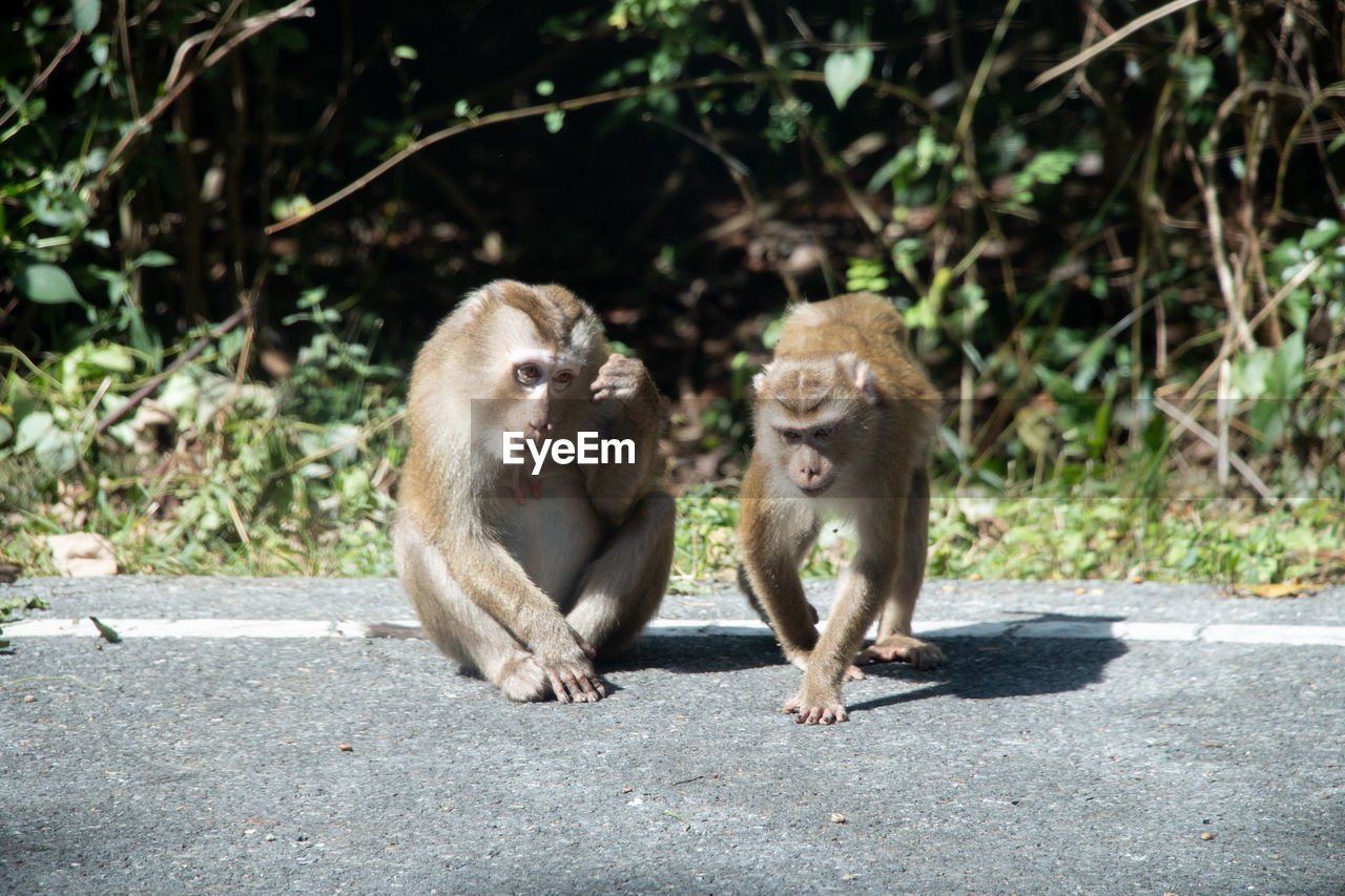 MONKEY SITTING BY ROAD