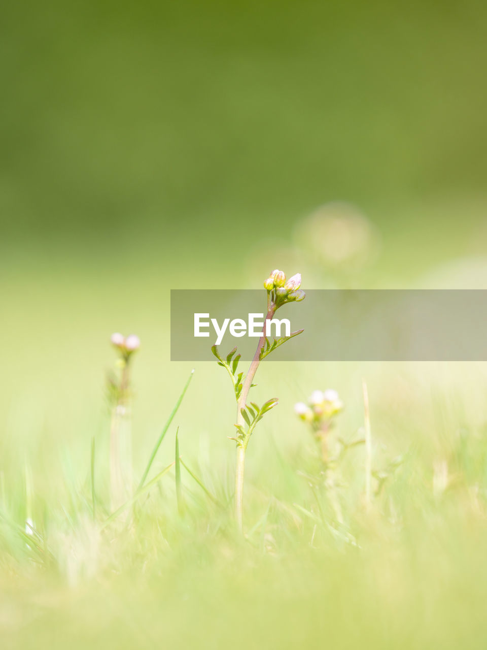 Close-up of plant growing on field. macrophoto