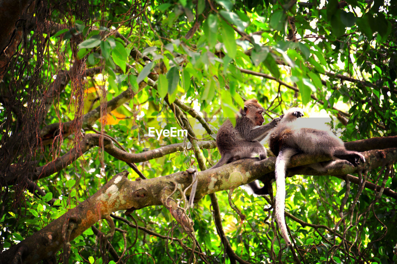 Low angle view of bird perching on branch