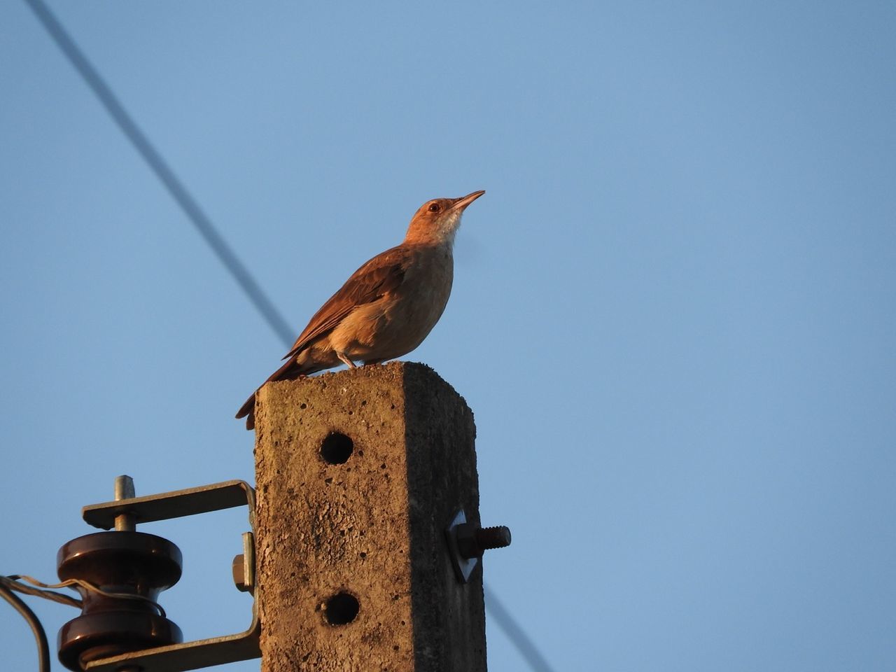 Low angle view of bird perched on pole against clear blue sky