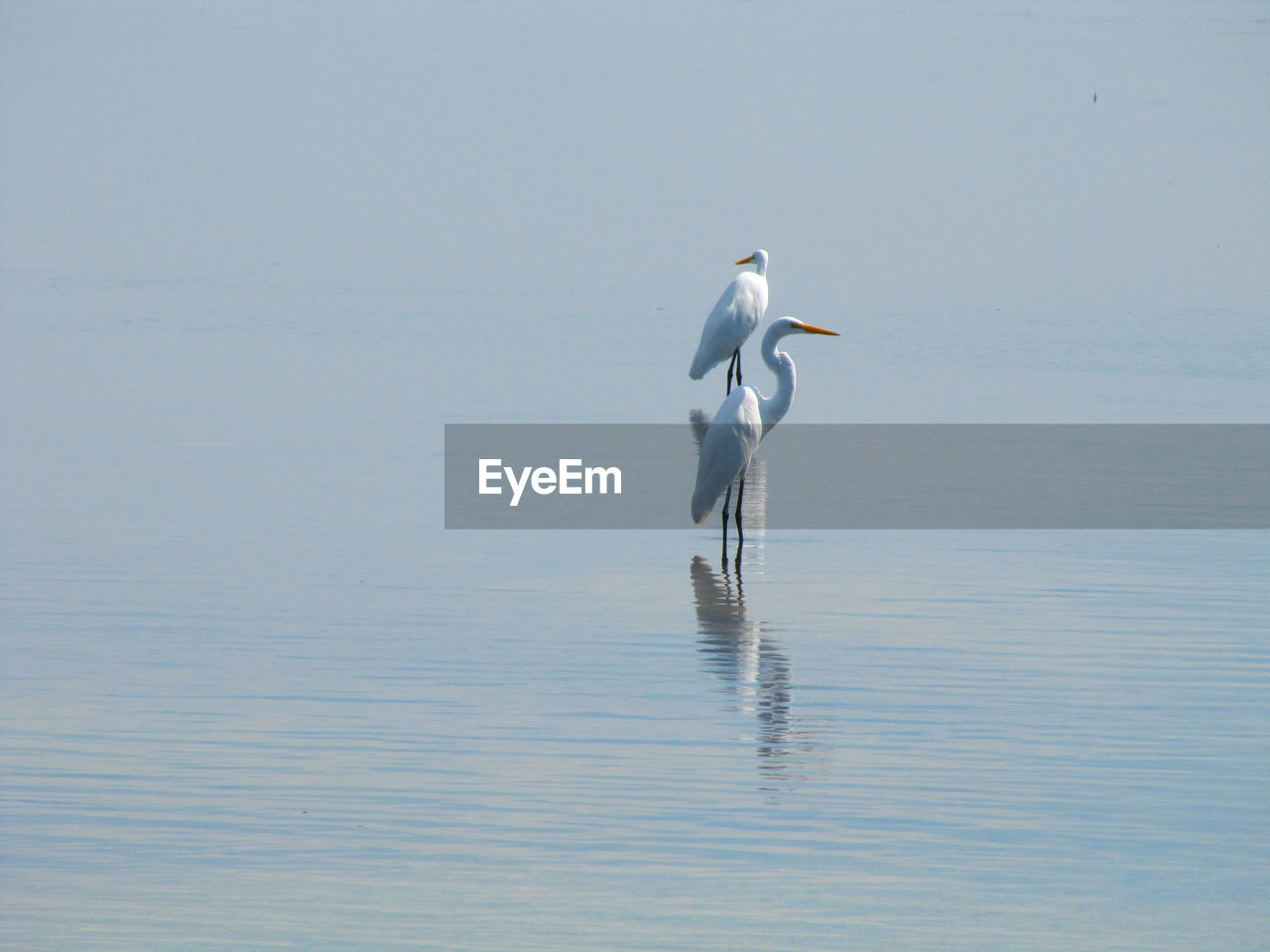 View of a bird on the sea