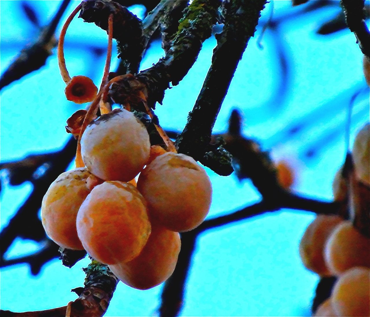 Close-up of bunch of berry hanging from tree