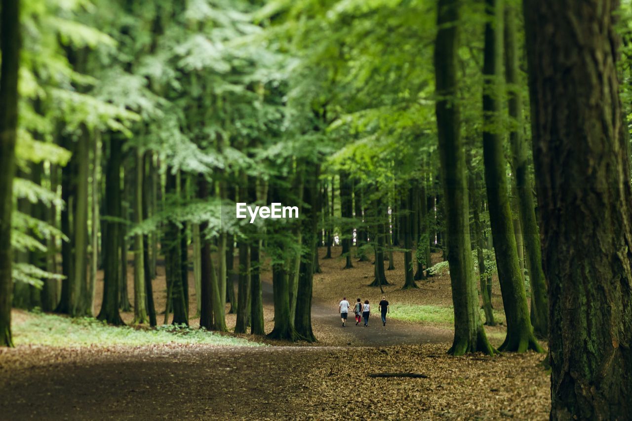 People hiking in forest