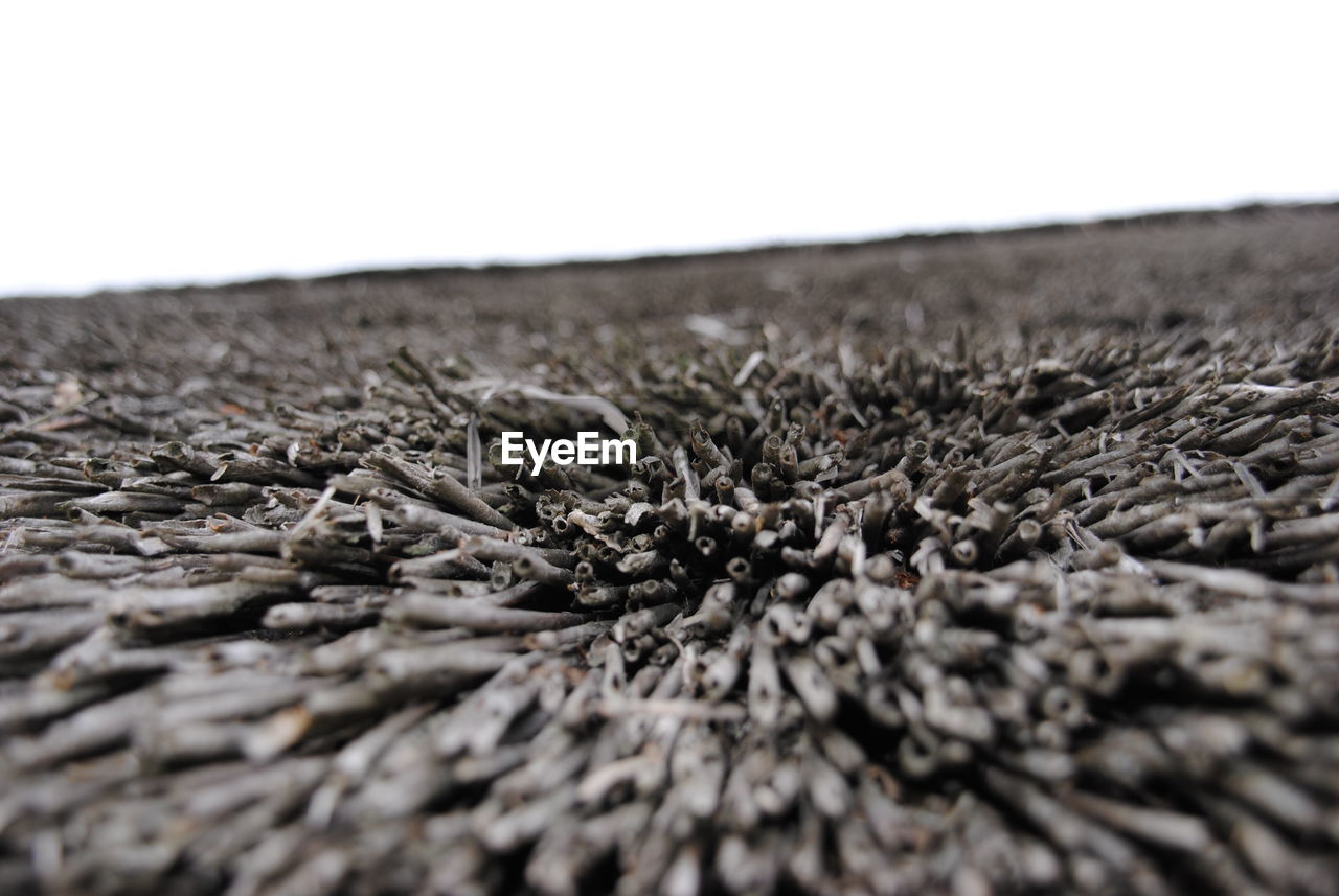 Close-up of pebbles on beach against clear sky