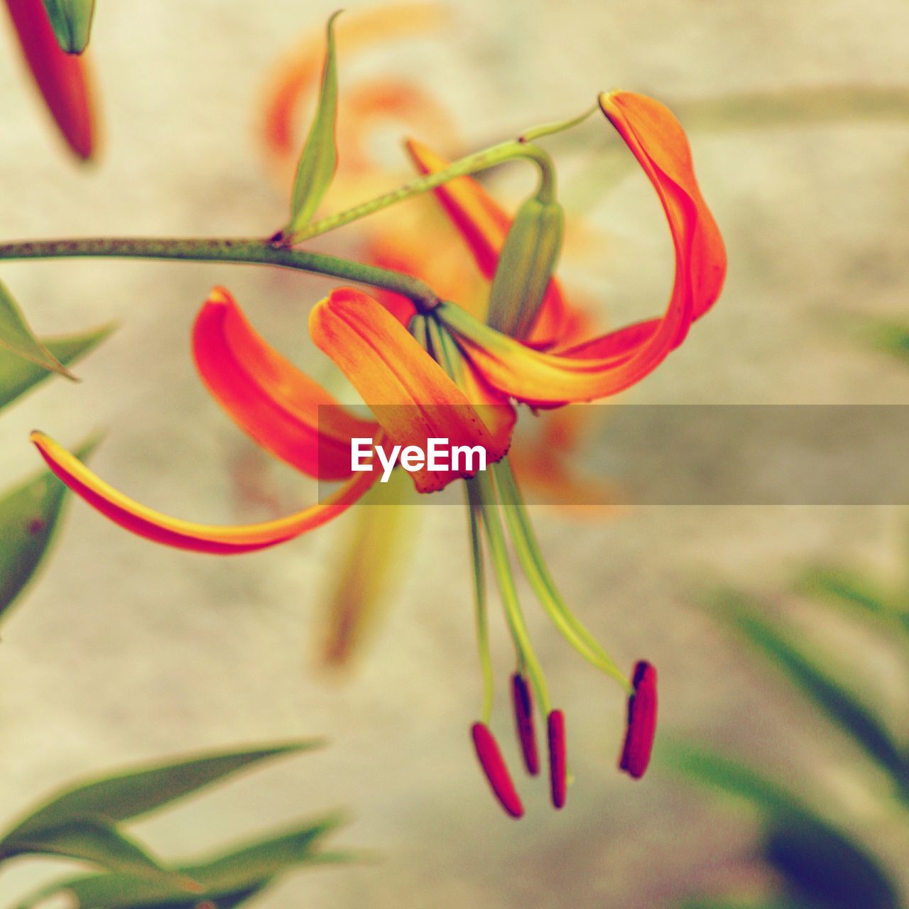 CLOSE-UP OF FLOWER AGAINST BLURRED BACKGROUND