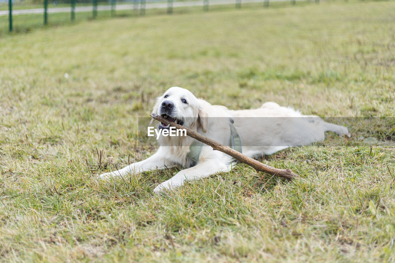 Golden retriever pale young dog is running on the grass