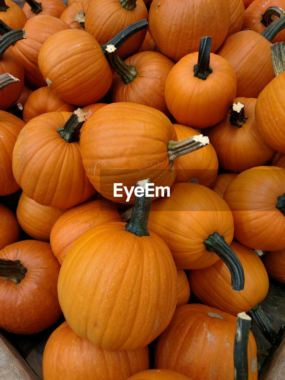 High angle view of fresh orange pumpkins