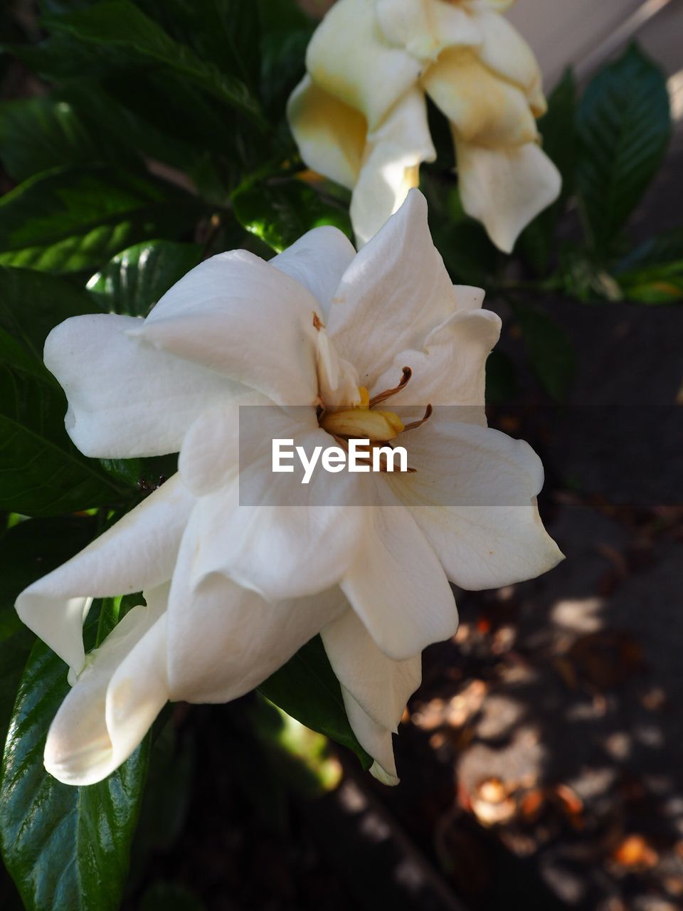CLOSE-UP OF WHITE DAY LILY FLOWERS BLOOMING OUTDOORS