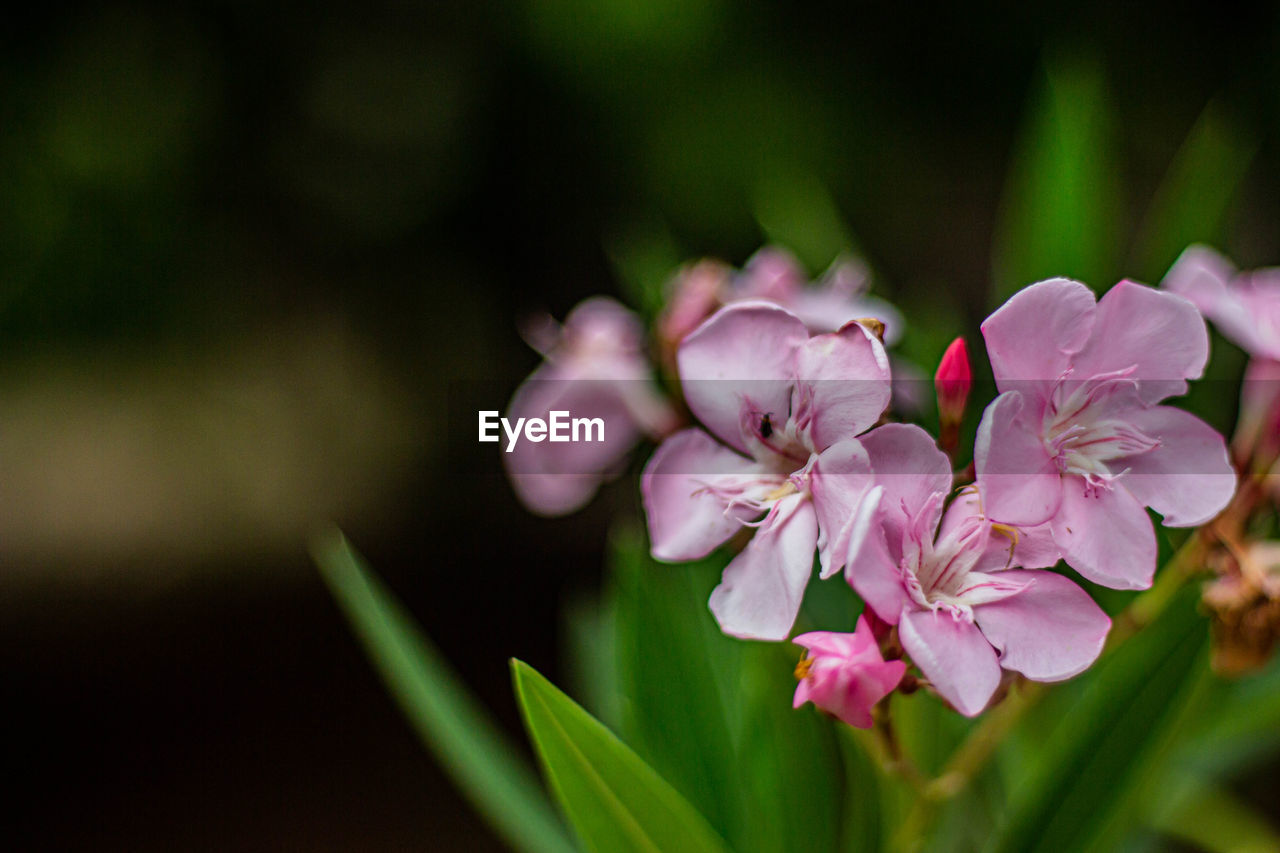 CLOSE-UP OF PINK FLOWERS