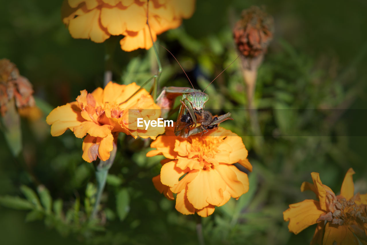 flower, beauty in nature, flowering plant, plant, animal wildlife, nature, insect, freshness, animal themes, yellow, animal, butterfly, macro photography, close-up, wildlife, fragility, petal, animal wing, flower head, focus on foreground, wildflower, bee, orange color, outdoors, no people, one animal, nature reserve, growth, food, summer, plant part, honey bee, moths and butterflies, sunlight, botany, autumn, environment, leaf, landscape, travel destinations, day, pollination